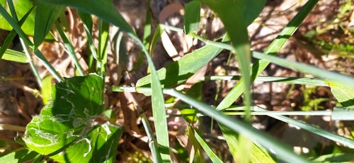 Gemeenschappelijk bankgras — Bild 1