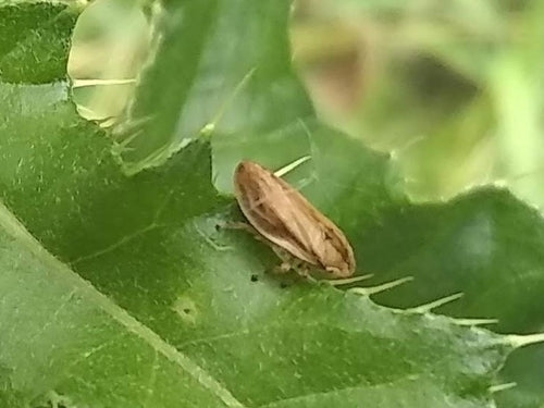 Gemeenschappelijke schuimhopper — Bild 5