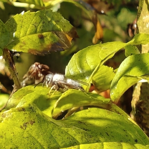 Gemeenschappelijke wesp — Bild 4