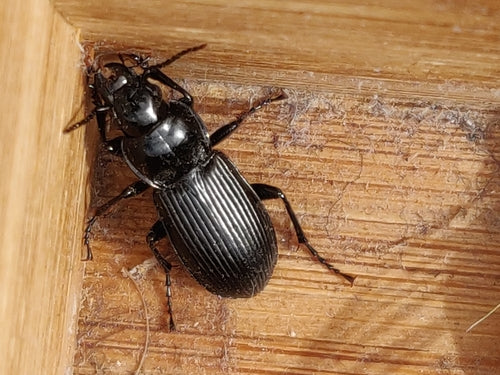 Gemeenschappelijke grafkever — Bild 3