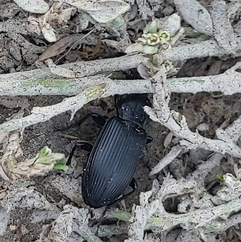 Gemeenschappelijke grafkever — Bild 4