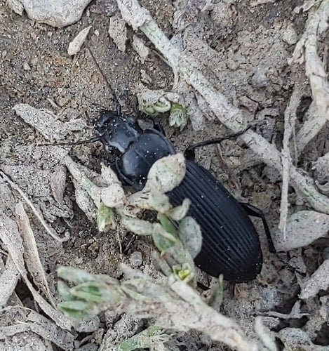 Gemeenschappelijke grafkever — Bild 5