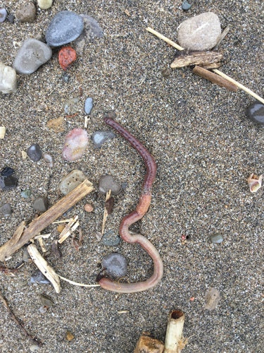 Gemeenschappelijke regenworm — Bild 5