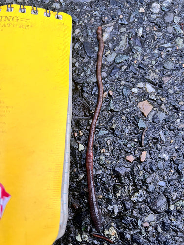 Gemeenschappelijke regenworm — Bild 4