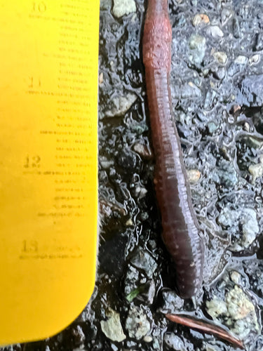 Gemeenschappelijke regenworm — Bild 3