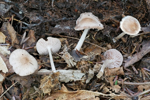 Gemeenschappelijke Radijshelm — Bild 4