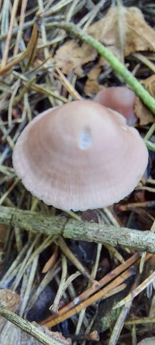 Gemeenschappelijke Radijshelm — Bild 3