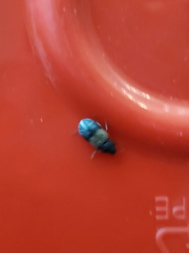 Gemeiner Speckkäfer - Bild 4