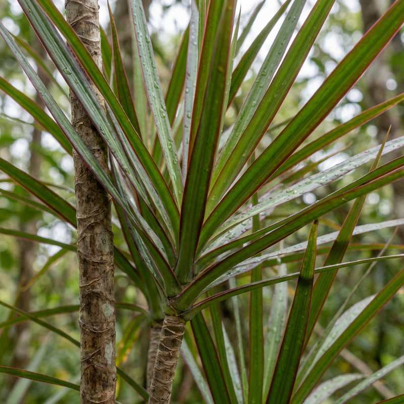 Gescherpte drakenboom