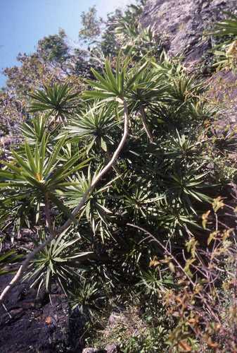 Gescherpte drakenboom — Bild 3