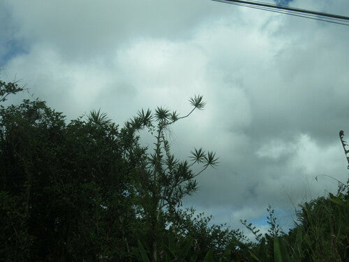 Gescherpte drakenboom — Bild 2