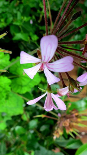 geranium — Bild 4