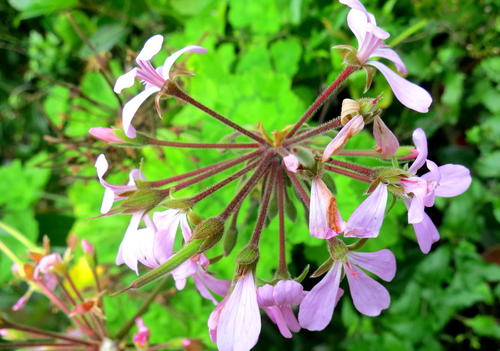 geranium — Bild 3