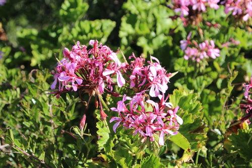 geranium — Bild 5