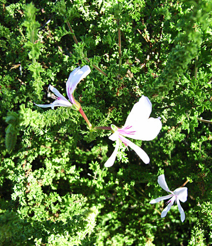 Geraniums — Bild 1