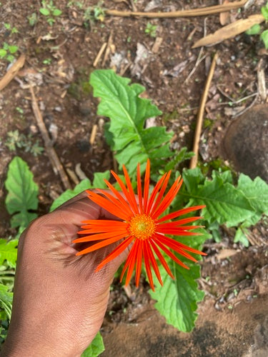 Gerbera's — Bild 3
