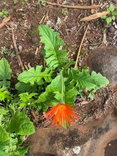 Gerbera's — Bild 2