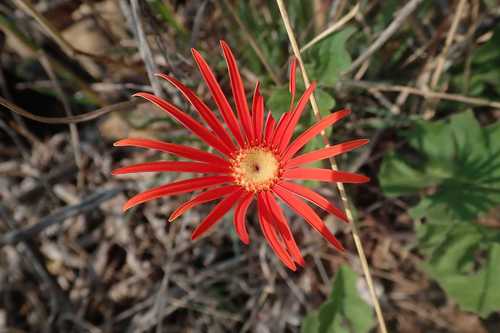Gerbera's — Bild 5