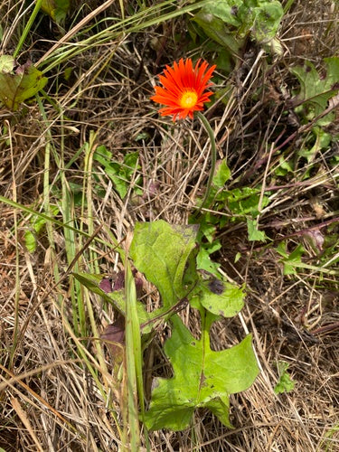 Gerbera's — Bild 4