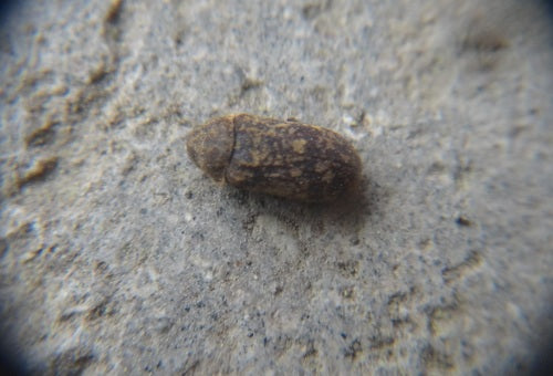 Bonte knaagdierkever (doodsklok) — foto 2 van 16