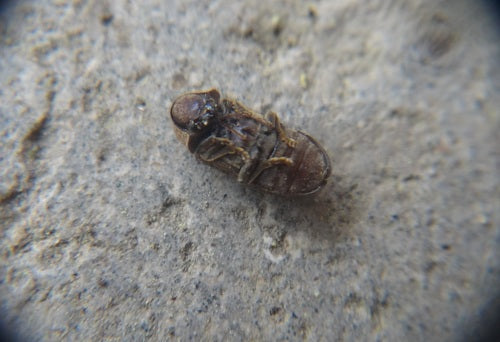 Bonte knaagdierkever (doodsklok) — foto 1 van 16