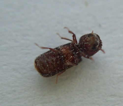 Oost-Indische kers — Bild 2