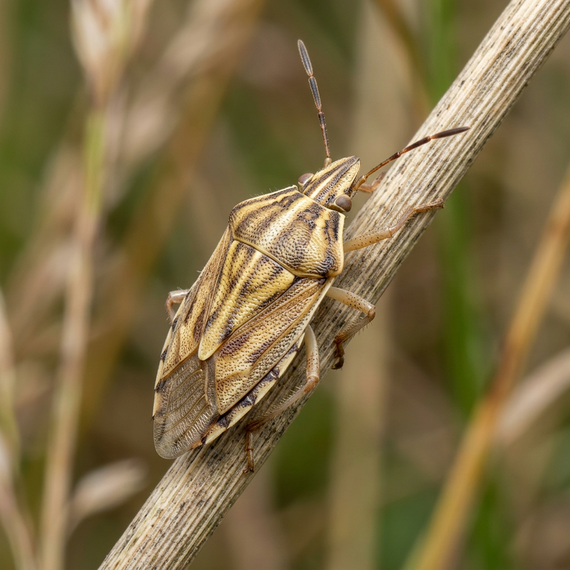 Graan insect