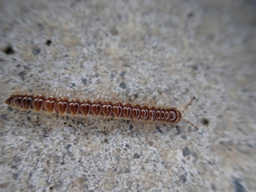 Broeikasgassen duizendpoot — Bild 5