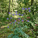 Gewöhnliche Akelei (Aquilegia vulgaris) in Blüte im naturnahen Garten (KI-generiert)