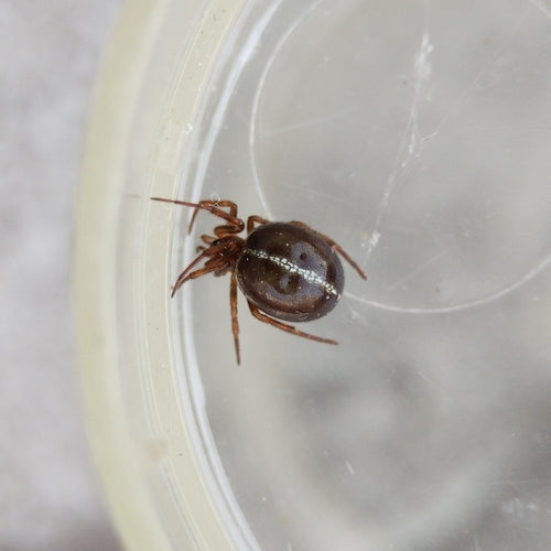 Gemeenschappelijke dikke spin — Bild 2