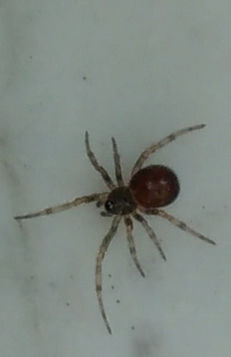 Gemeenschappelijke dikke spin — Bild 5