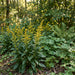 Gewöhnliche Goldrute (Solidago virgaurea) in Blüte im naturnahen Garten (KI-generiert)