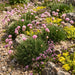 Gewöhnliche Grasnelke (Armeria maritima) in Blüte im naturnahen Garten (KI-generiert)
