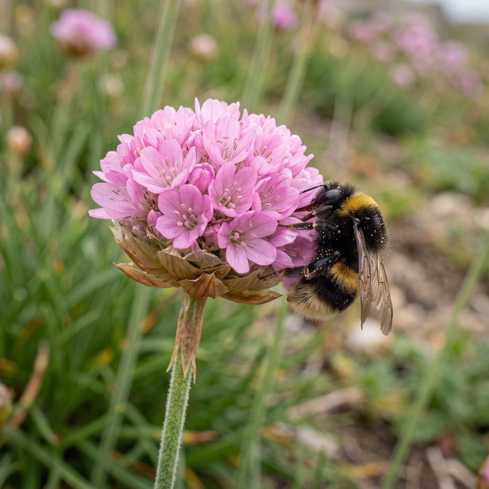 Blüte von Gewöhnliche Grasnelke (Armeria maritima) in Nahaufnahme (KI-generiert)