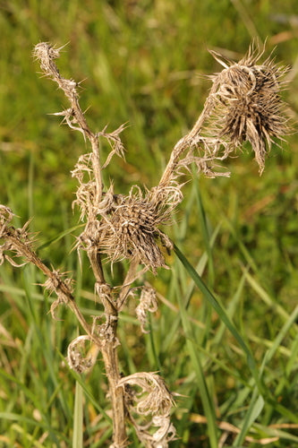 Gemeenschappelijke distel — Bild 5