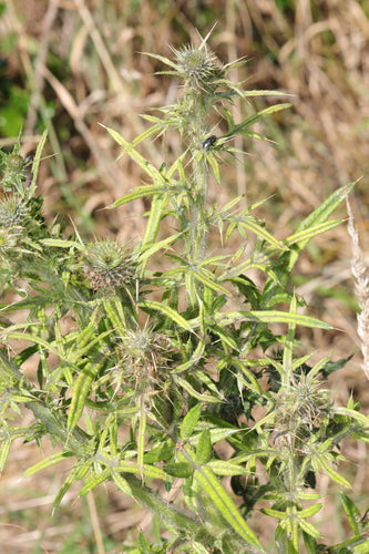 Gemeenschappelijke distel — Bild 2