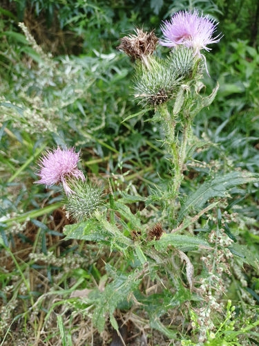 Gemeenschappelijke distel — Bild 4