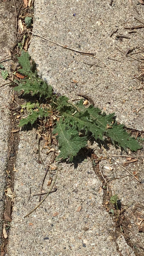 Gemeenschappelijke distel — Bild 3