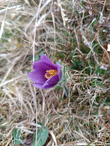 Gemeenschappelijke pasquebloem — foto 5 van 11