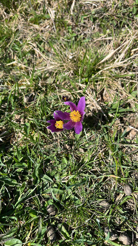 Gemeenschappelijke pasquebloem — Bild 3