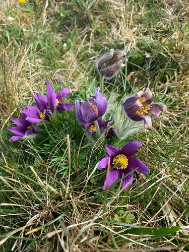 Gemeenschappelijke pasquebloem — Bild 5
