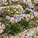 Gewöhnliche Kugelblume (Globularia punctata) in Blüte im naturnahen Garten (KI-generiert)