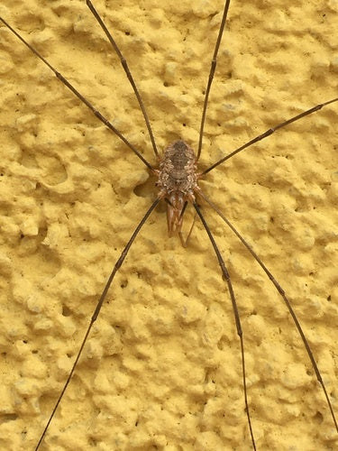 Gewone hooiwagen — Bild 5