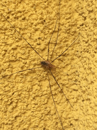 Gewone hooiwagen — Bild 4