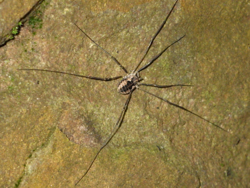 Gewone hooiwagen — Bild 2