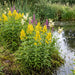 Gewöhnlicher Gilbweiderich (Lysimachia vulgaris) in Blüte im naturnahen Garten (KI-generiert)