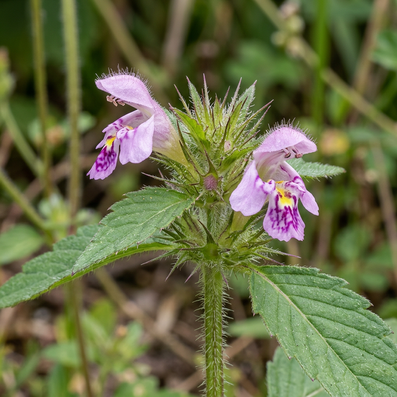 Gemeenschappelijke holle tand (Galeopsis tetrahit), AI-illustratie