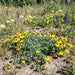 Gewöhnlicher Hornklee (Lotus corniculatus) in Blüte im naturnahen Garten (KI-generiert)