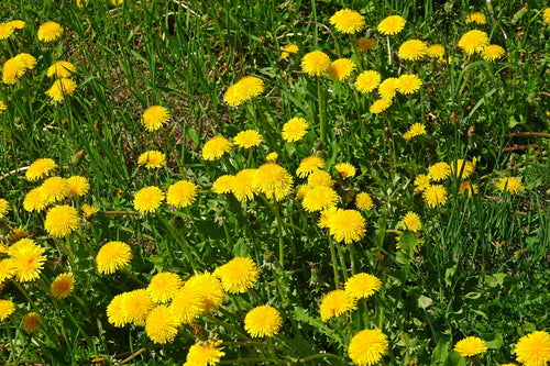 Gemeenschappelijke paardenbloem — Bild 4