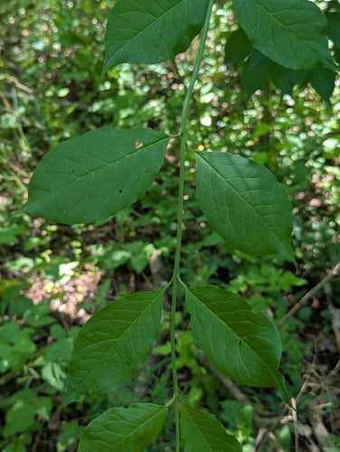 Gemeenschappelijke spindelbus — Bild 2